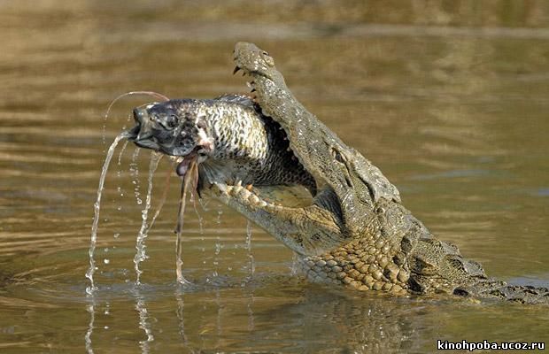 National Geographic: Атака нильского крокодила